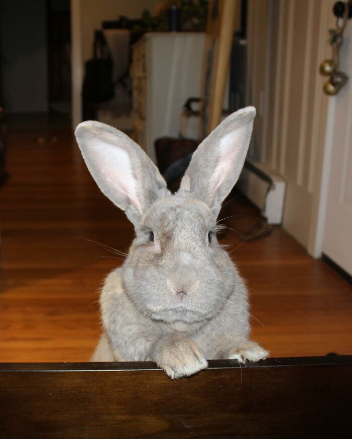 Gray rabbit with large ears standing on hind legs indoors, illustrating Hoppy Gilmore&rsquo;s journey from frail rabbit to affectionate companion.
