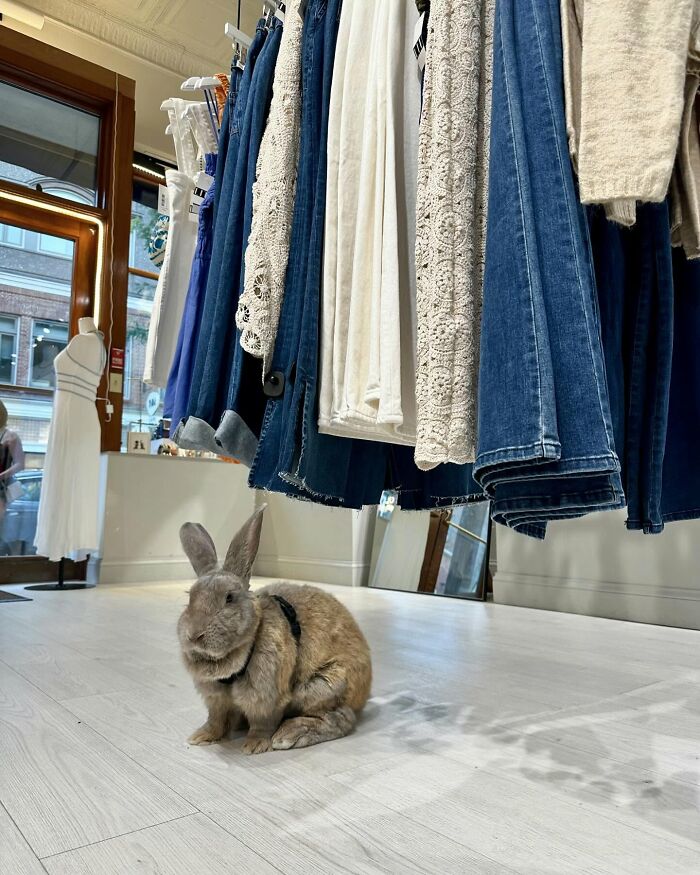 Brown rabbit sitting on a light wooden floor beneath hanging denim and lace clothing in a bright boutique setting.