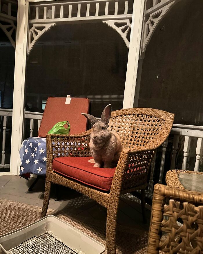 Rabbit sitting on wicker chair with red cushion, showcasing affectionate dog-like companion traits in cozy indoor setting.