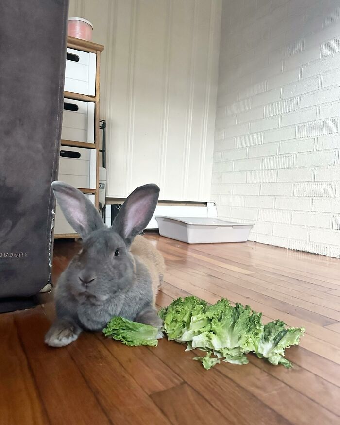 Gray rabbit Hoppy Gilmore lying on wooden floor with green lettuce, showing affectionate dog-like companion behavior.