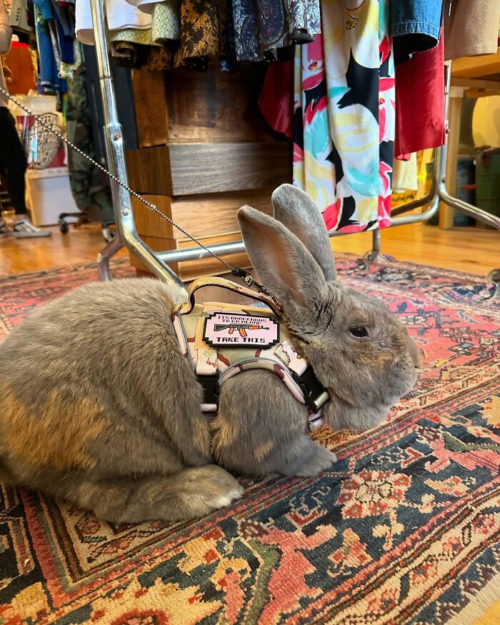 Gray rabbit wearing a harness and leash indoors on a colorful rug, showing the transformation to affectionate dog-like companion.