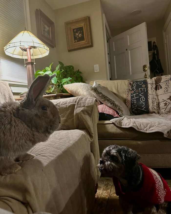 Rabbit and dog companion interacting in a cozy living room highlighting Hoppy Gilmore&rsquo;s dog-like affectionate journey.