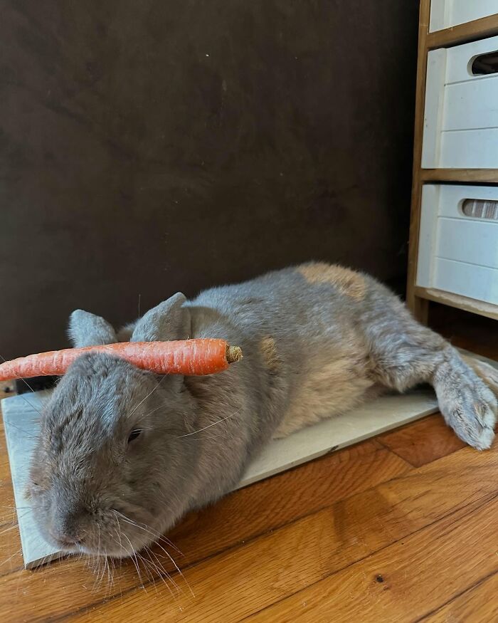Gray rabbit lying on a wooden floor with a carrot balanced on its head, showing a dog-like companion's affectionate nature.