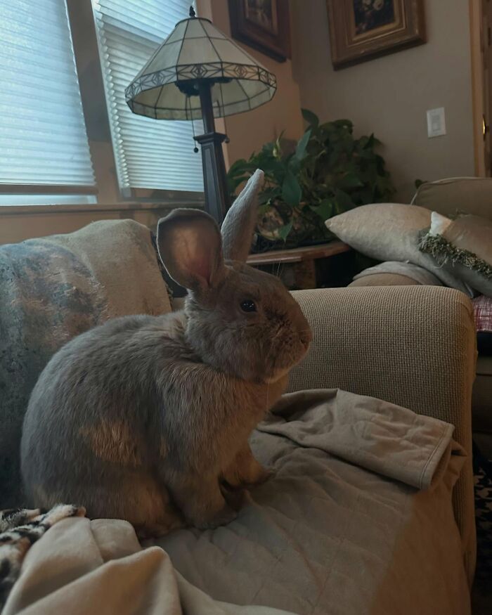 Rabbit named Hoppy Gilmore sitting on a couch, showcasing his journey from frail to affectionate dog-like companion.
