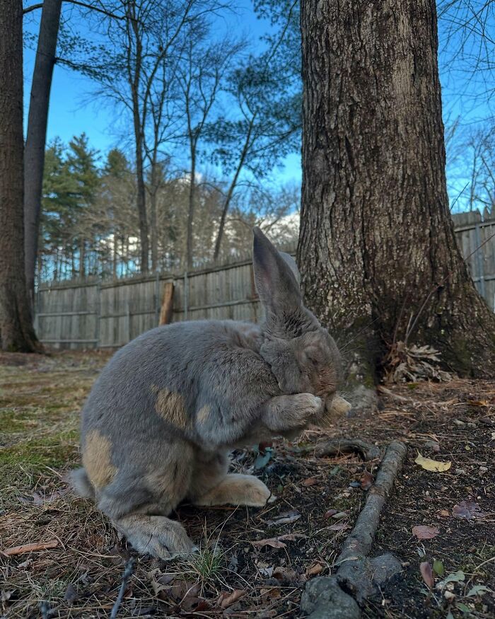 Gray rabbit outdoors near tree, capturing Hoppy Gilmore&rsquo;s journey from frail rabbit to affectionate, dog-like companion.