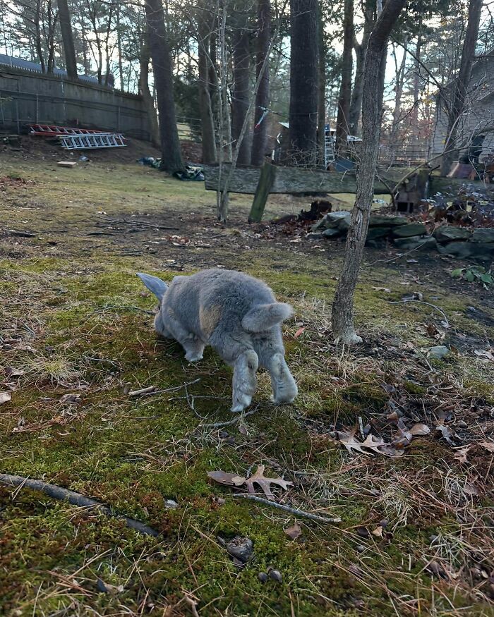 Rabbit exploring mossy yard outdoors, showcasing Hoppy Gilmore&rsquo;s journey from frail rabbit to affectionate, dog-like companion.