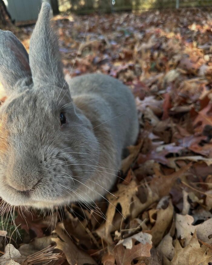 Close-up of Hoppy Gilmore the rabbit exploring autumn leaves, showing his affectionate and dog-like companion nature.