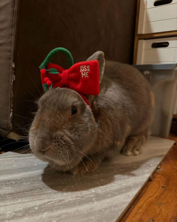 Brown rabbit wearing a festive red bow with kiss me text, showing affection like a dog in a cozy indoor setting.