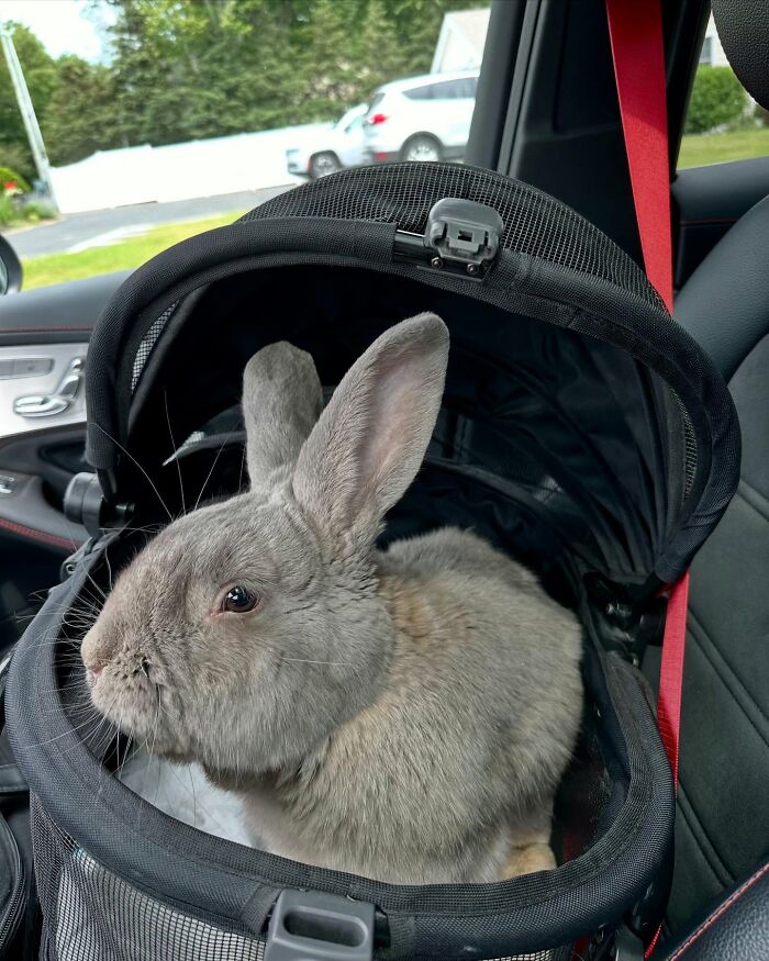Gray rabbit sitting in a pet carrier inside a car, highlighting the journey from frail rabbit to affectionate companion.