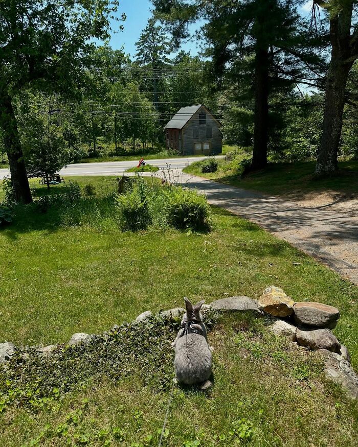 Gray rabbit with harness sitting on grass in a sunny yard, showcasing Hoppy Gilmore&rsquo;s journey as an affectionate companion.