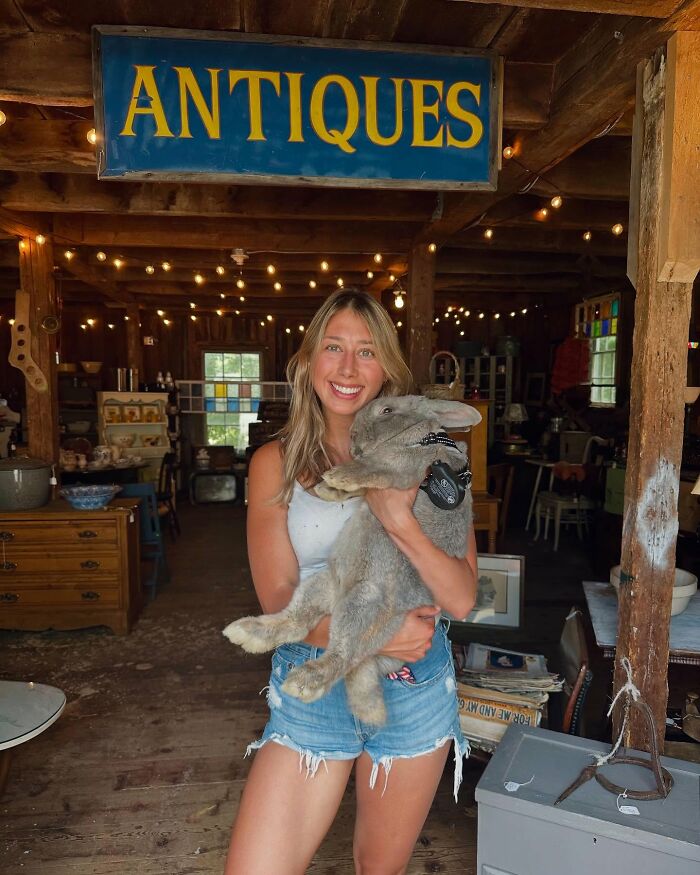Young woman holding Hoppy Gilmore, a large affectionate rabbit, inside a rustic antiques shop with string lights overhead.