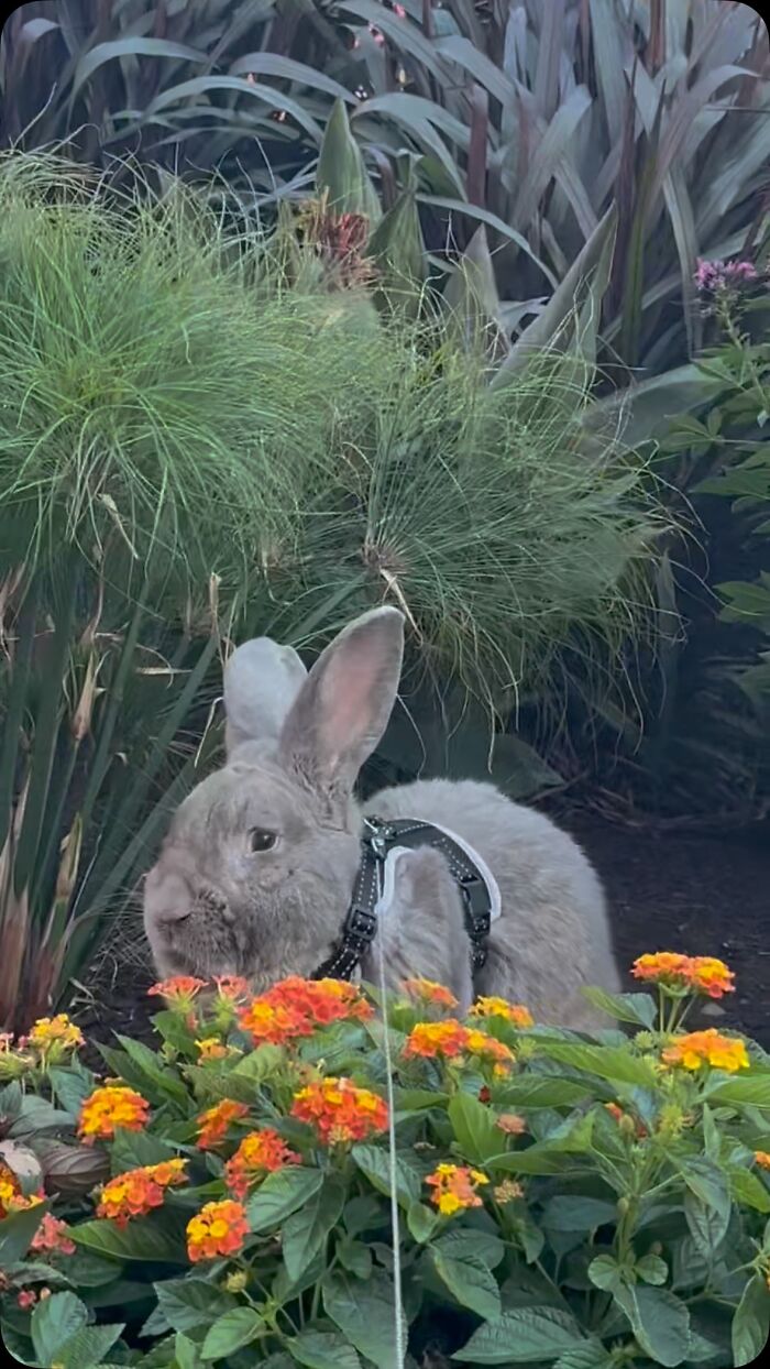 Gray rabbit with a harness sitting among green plants and orange flowers, showing a dog-like companion behavior.