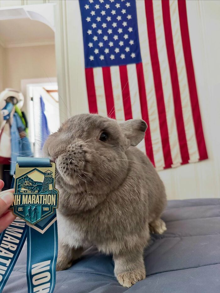 Affectionate dog-like rabbit sitting indoors near an American flag with a marathon medal in front of it.