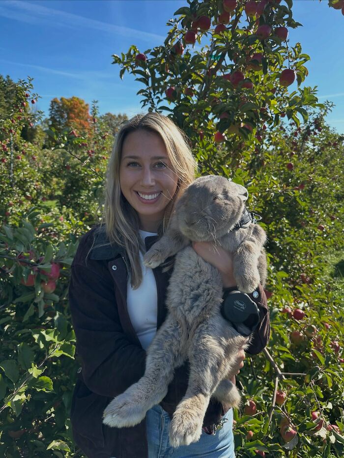 Young woman smiling and holding large affectionate rabbit in an apple orchard on a sunny day, showing companion bond.