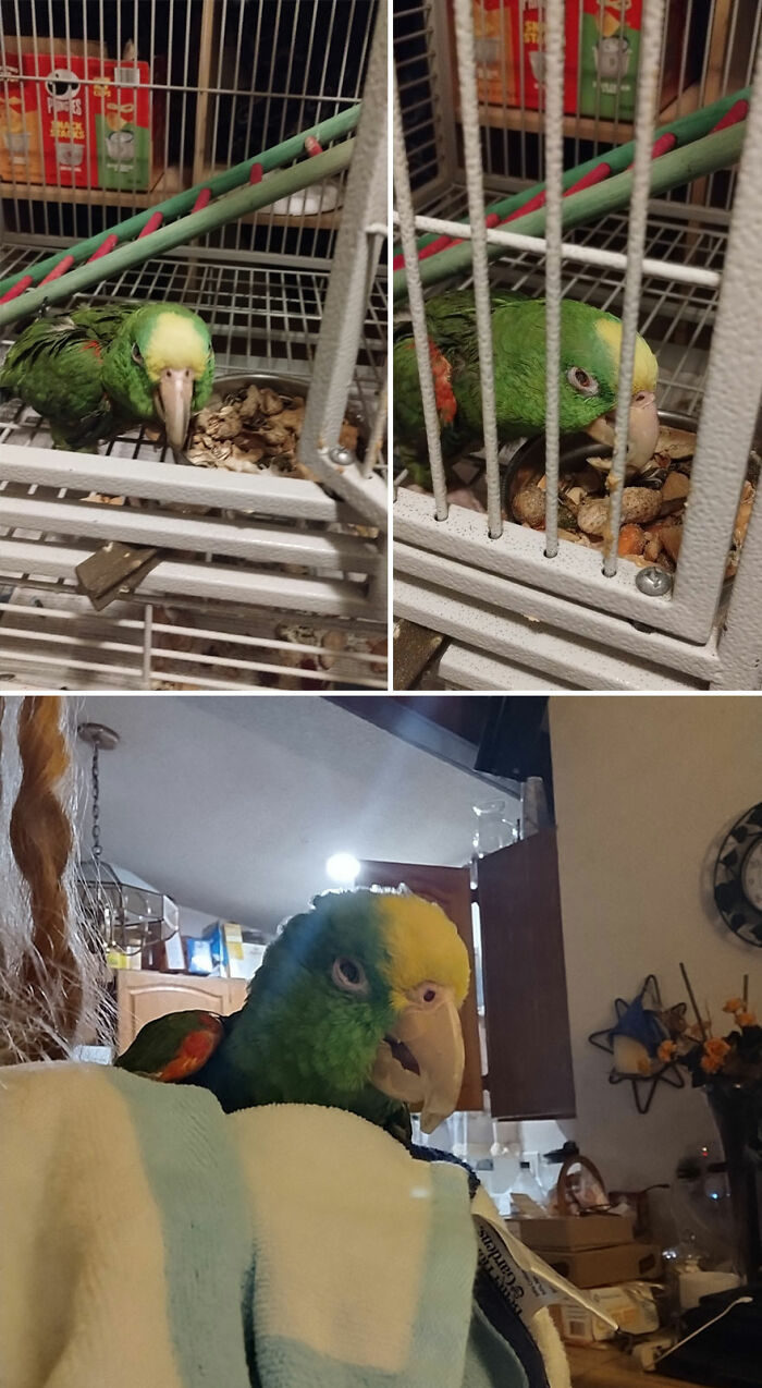 Green and yellow parrot in a cage and perched on a shoulder, showcasing the oldest kritter kid in a home setting.