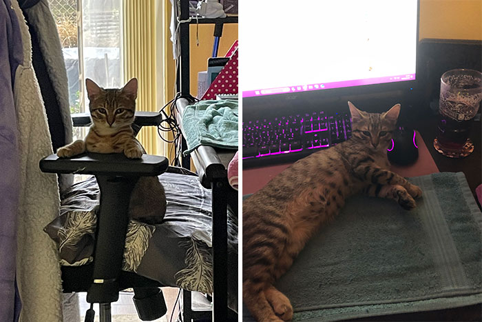 Tigger: A Few Days After We Got Her And A Couple Of Days Ago. At Least She Feels At Home Now