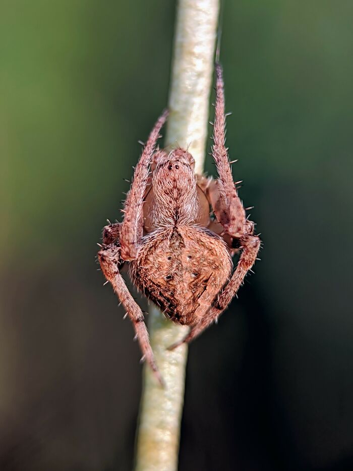 12 Stunning Spiders Captured By Saipixels