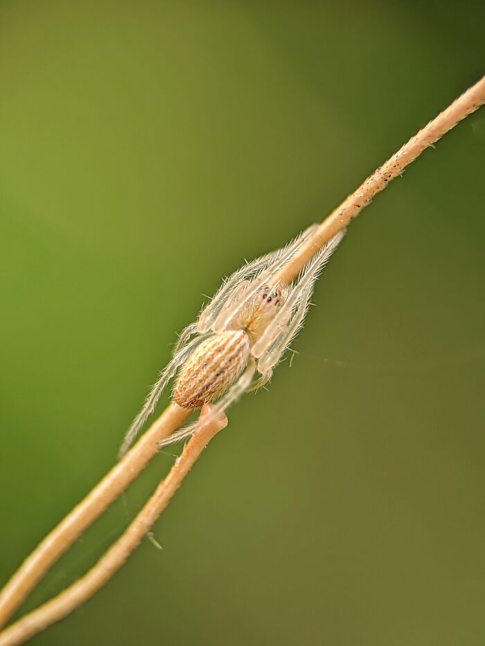 12 Stunning Spiders Captured By Saipixels