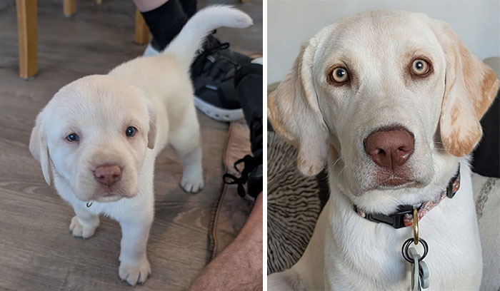 Say Hello To Berniece! 6 Weeks Old vs. 6 Months Old