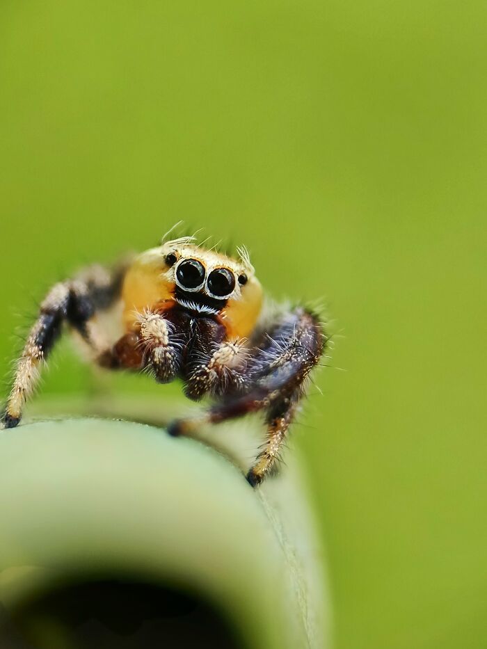 12 Stunning Spiders Captured By Saipixels