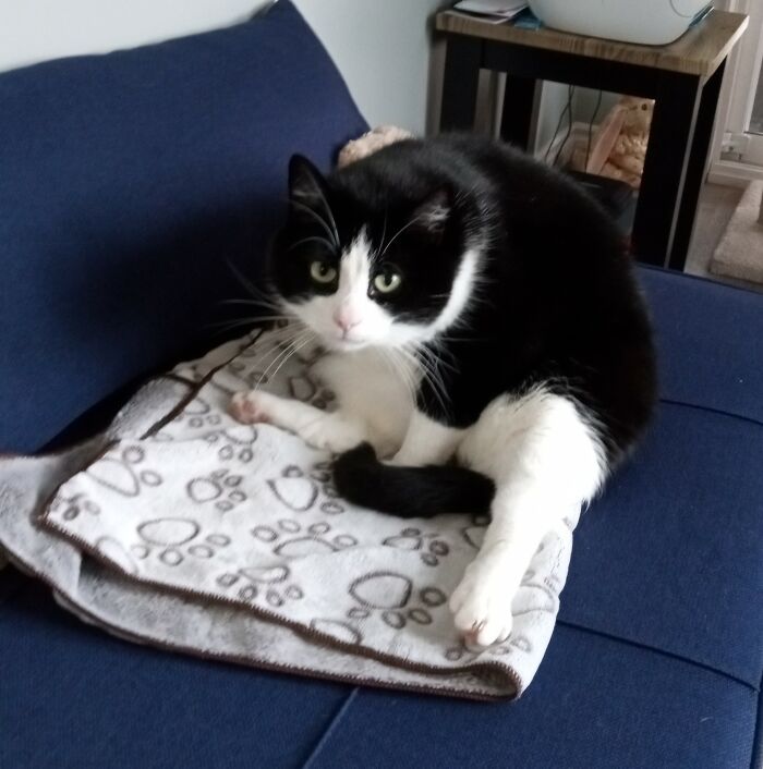 My Parents' Fat Cat, Lewis