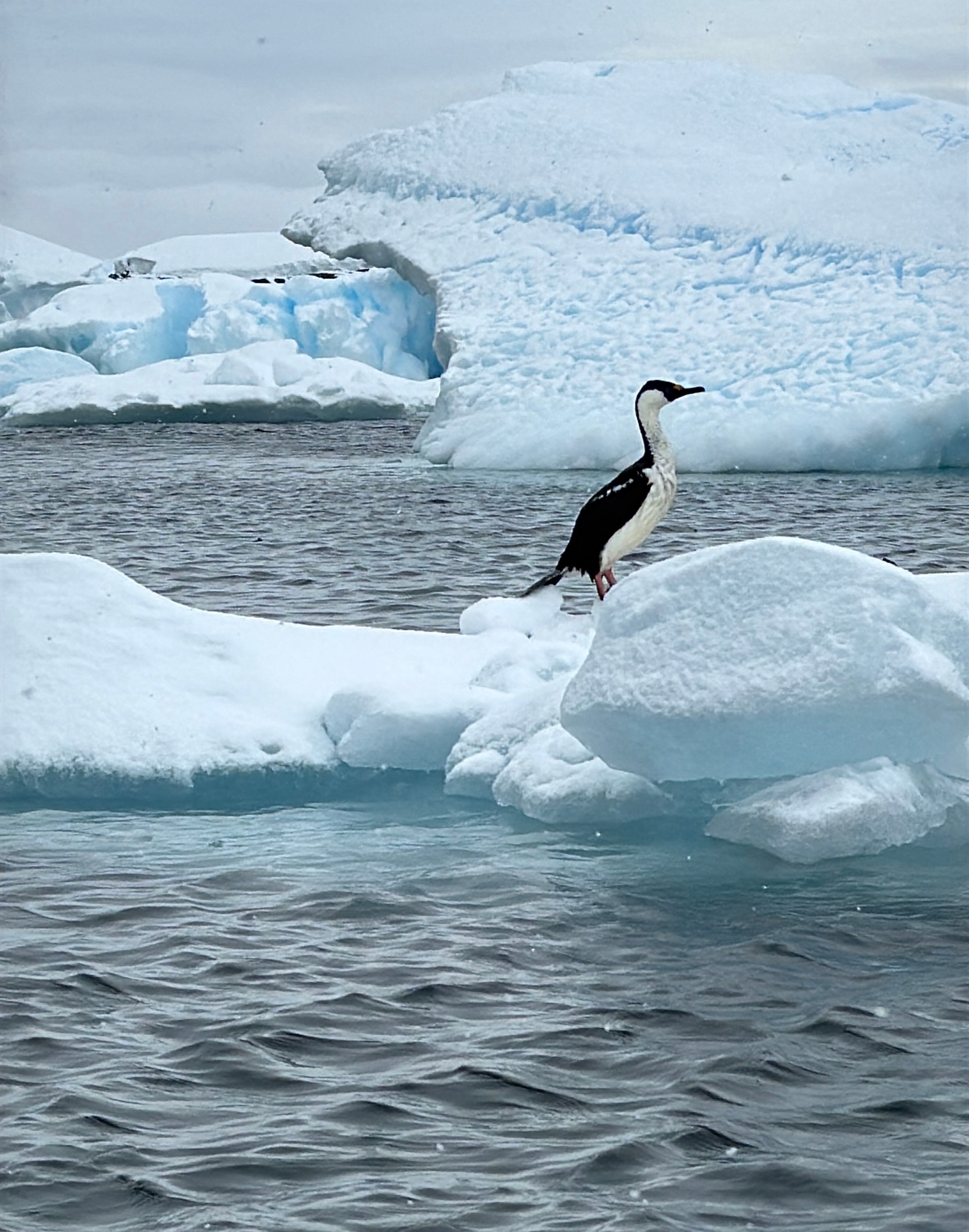 Penguin standing on ice with vast Antarctic icebergs and cold water showcasing the scale and beauty of Antarctica. Penguin standing on ice with vast Antarctic icebergs and cold water showcasing the scale and beauty of Antarctica.