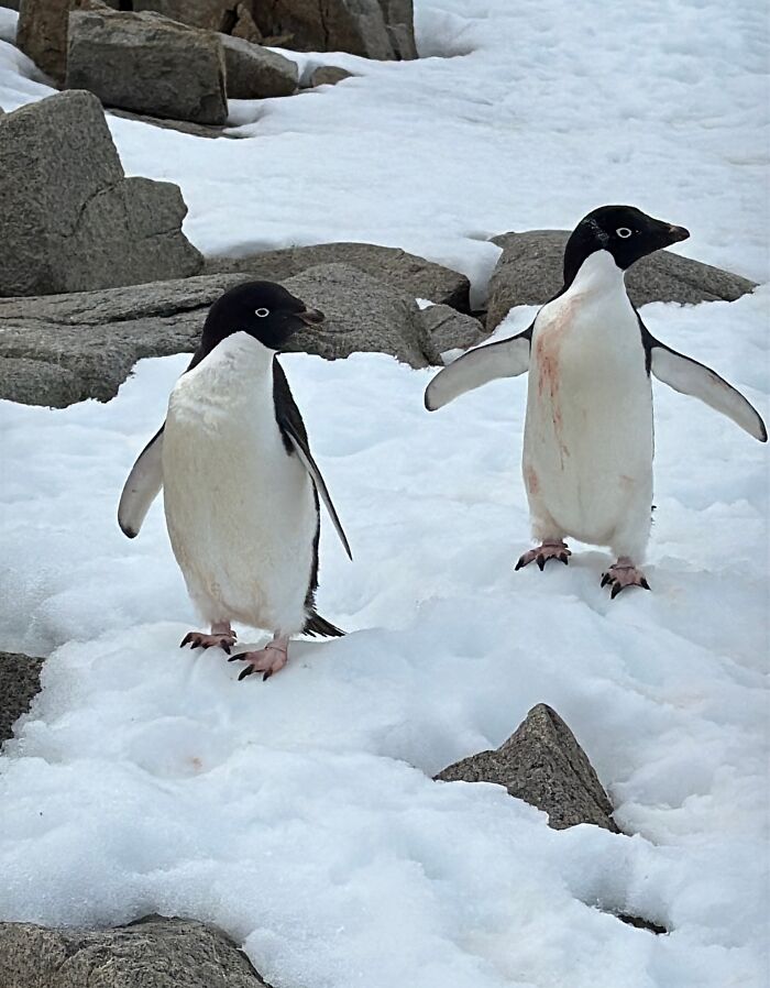 Two penguins standing on snowy rocks showcasing the scale and beauty of Antarctica's natural landscape. Two penguins standing on snowy rocks showcasing the scale and beauty of Antarctica's natural landscape.