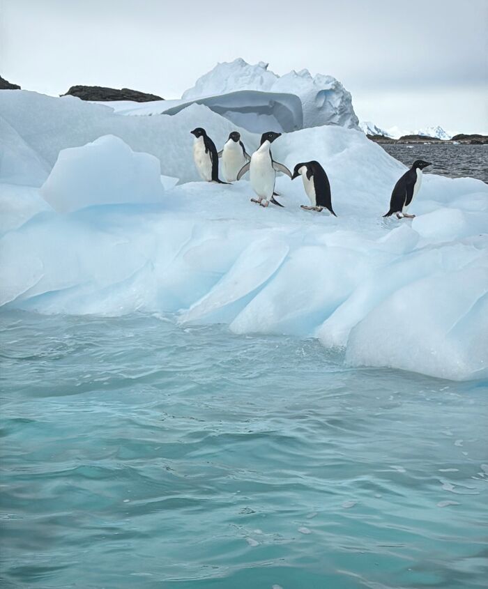 Adelie penguins standing on icy blue glacier ice in Antarctica showcasing the scale and beauty of the landscape. Adelie penguins standing on icy blue glacier ice in Antarctica showcasing the scale and beauty of the landscape.