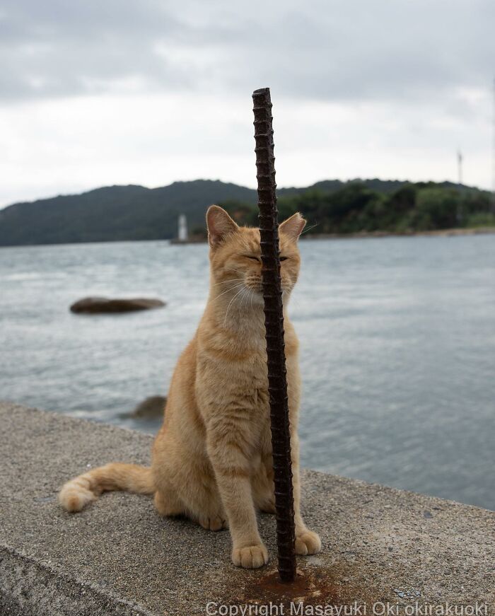 Stray cat in Japan sitting behind a vertical metal rod by the water, captured in a heartwarming and funny moment.
