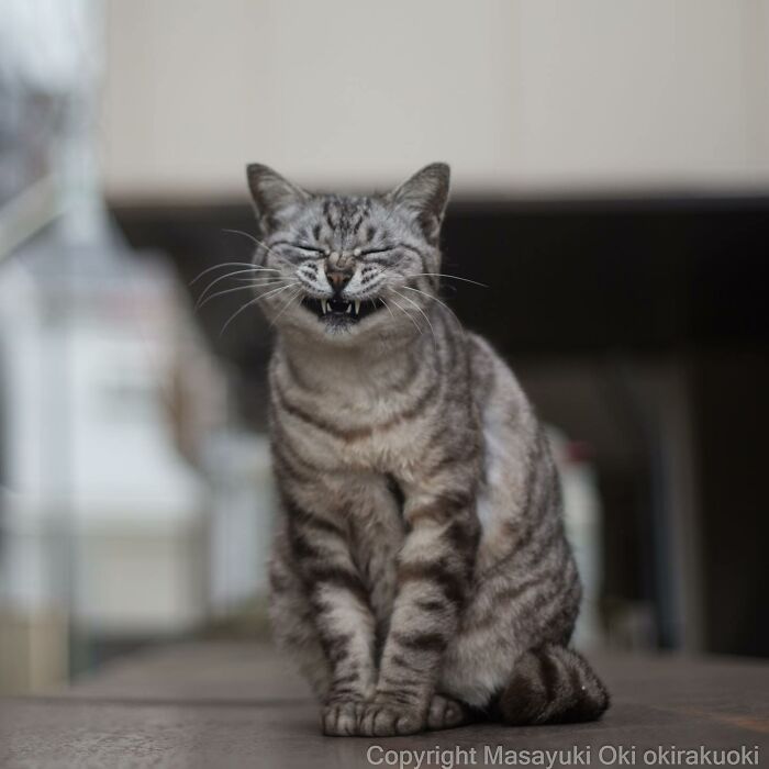 Smiling grey tabby stray cat sitting outdoors, capturing a heartwarming moment in Japan's stray cats series.