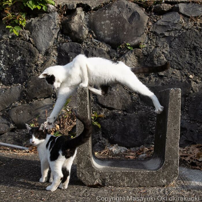 Two Japanese stray cats interact playfully near a stone wall, showcasing heartwarming moments of Japan’s stray cats.