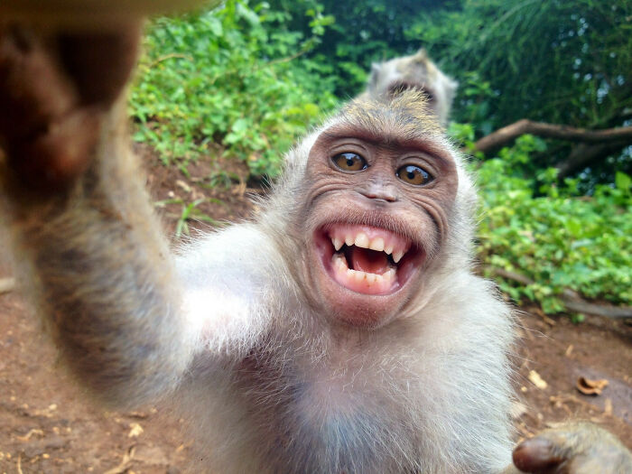 Monkey taking a close-up selfie in the jungle, showcasing animals who can take better selfies than humans.