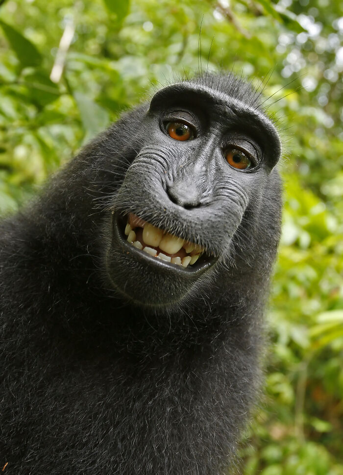 Close-up of a black macaque smiling for a playful animal selfie in a lush green forest, showcasing animals who take better selfies.