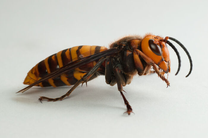 Close-up of a hornet isolated on a light background, unrelated to father and son tragic zip-lining incident keywords.
