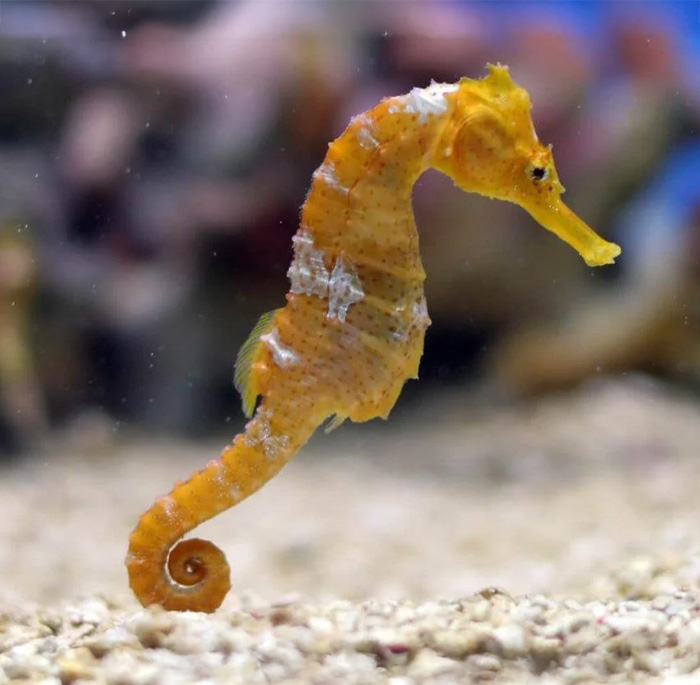 Orange seahorse underwater, one of the slowest animals in the world, swimming near sandy ocean floor.