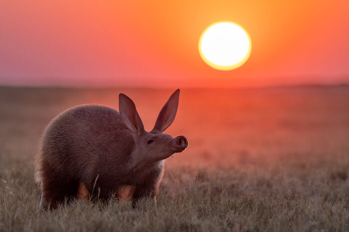 Aardvark standing in tall grass during sunset, showcasing award-winning nature photography with warm, glowing light.