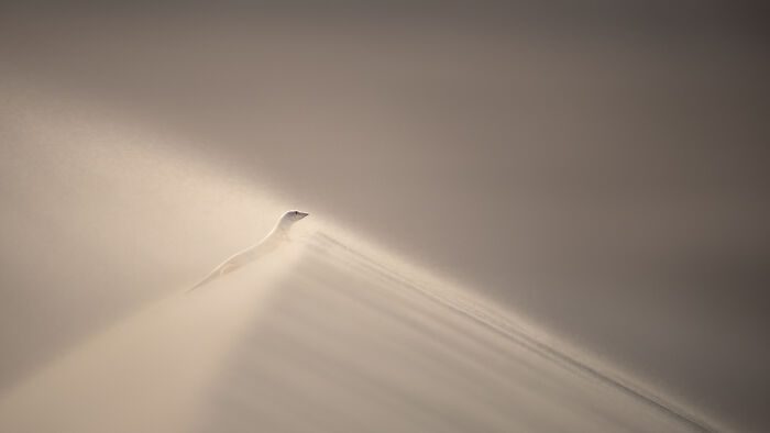 Minimalist nature photo of a bird blending into soft sand dunes, showcasing award-winning nature photography magic.