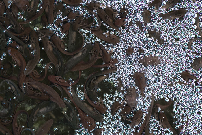 A close-up nature photo of dark salamanders swimming beneath water filled with small bubbles, showcasing natural wildlife.