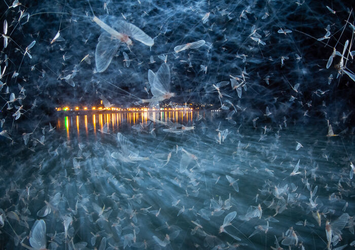 Swarm of glowing insects flying over water at night with city lights in the background in this award-winning nature photo.