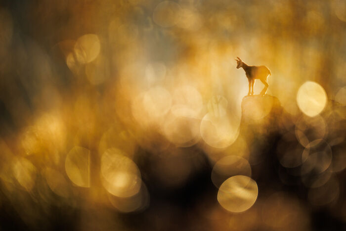A solitary mountain goat standing on a rock surrounded by golden bokeh in an award-winning nature photo.