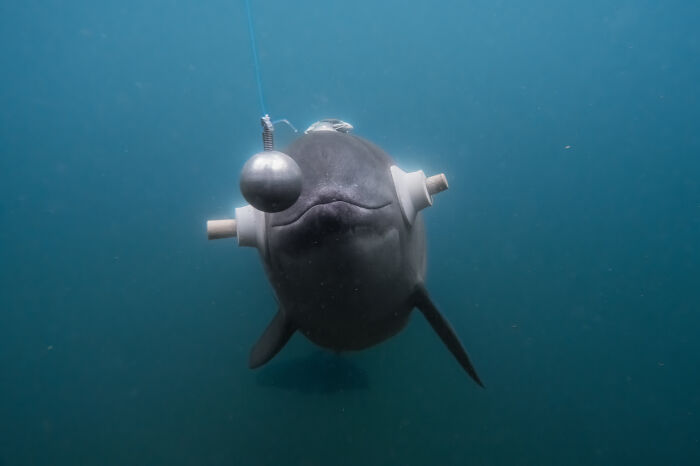 Close-up of a dolphin interacting with underwater equipment, showcasing award-winning nature photos and ocean wildlife magic.