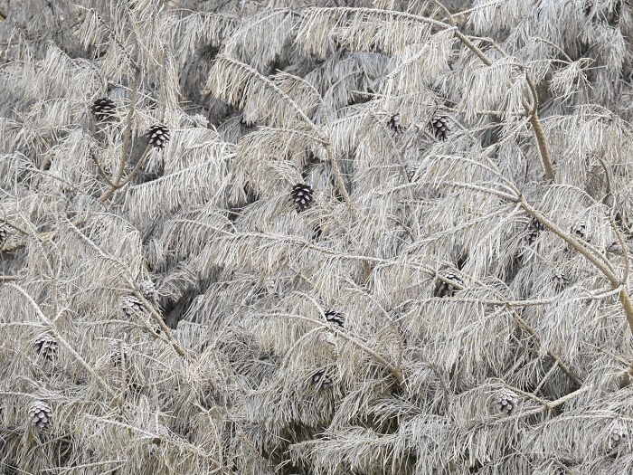 Frost-covered nature scene with pine cones and branches showcasing award-winning nature photography magic.