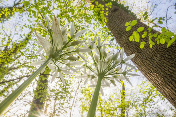Close-up of award-winning nature photos showing white flowers and tall trees in a sunlit forest full of vibrant green leaves.