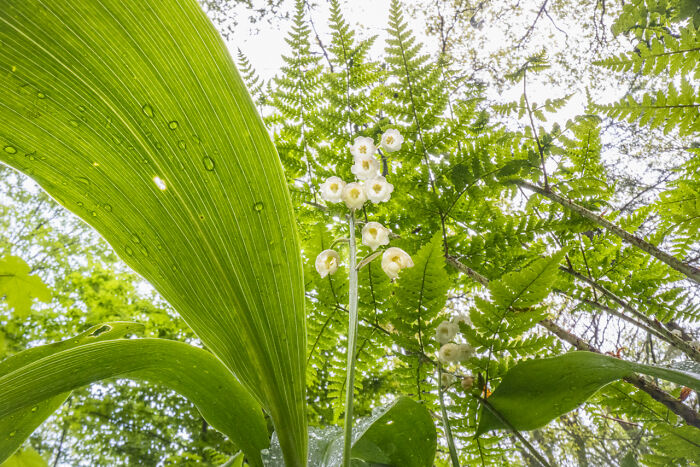Close-up of award-winning nature photos showing white flowers and tall trees in a sunlit forest full of vibrant green leaves.