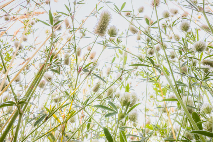 Close-up of award-winning nature photos showing white flowers and tall trees in a sunlit forest full of vibrant green leaves.