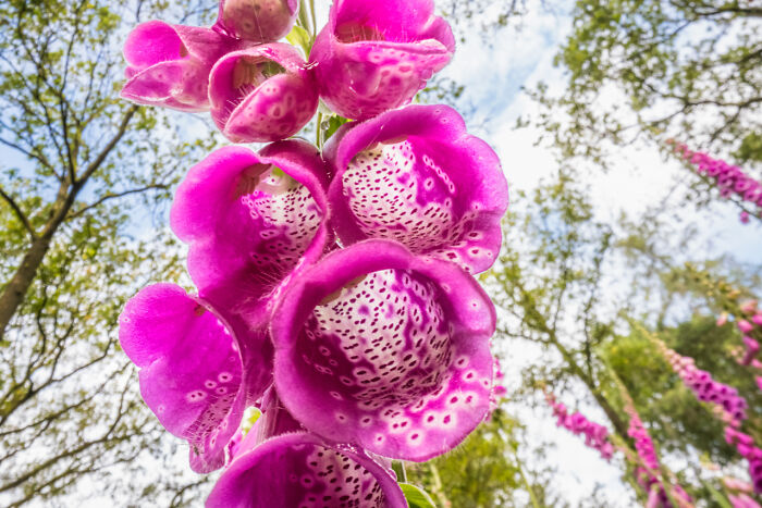 Close-up of award-winning nature photos showing white flowers and tall trees in a sunlit forest full of vibrant green leaves.