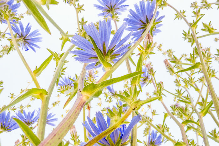Close-up of award-winning nature photos showing white flowers and tall trees in a sunlit forest full of vibrant green leaves.