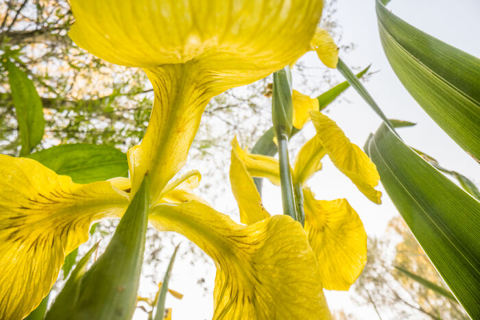 Close-up of award-winning nature photos showing white flowers and tall trees in a sunlit forest full of vibrant green leaves.