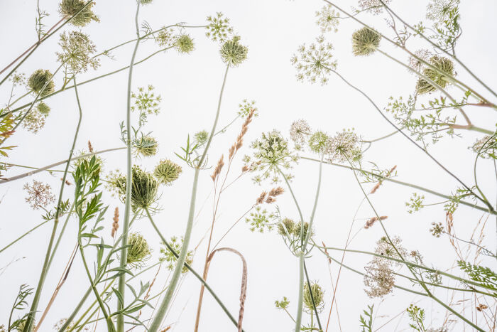 Close-up of award-winning nature photos showing white flowers and tall trees in a sunlit forest full of vibrant green leaves.