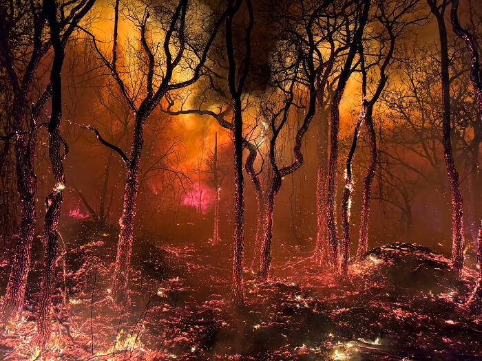 Burning forest at night with glowing embers on trees and ground, showcasing a dramatic nature scene.